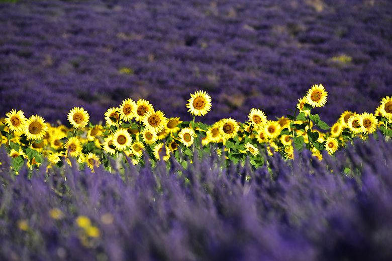 Tournesols